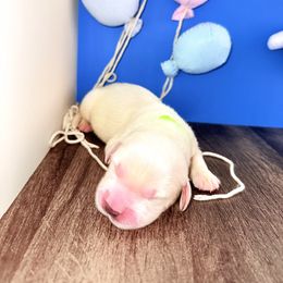 Golden Retriever Puppies from Top Gun Golden Retrievers