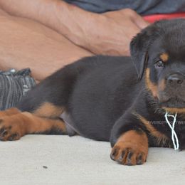 Monster Male - Black and mahogany male Rottweiler puppy in Bulverde, Texas from River City Rottweilers