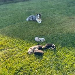 Border Collie Puppies from Hounds of Rabbit Hill