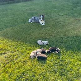 Border Collie Puppies from Hounds of Rabbit Hill