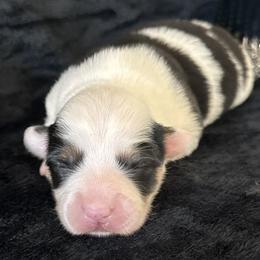 Candy - Black and tan female Pembroke Welsh Corgi puppy in Muldrow, Oklahoma from Dean’s Rustic Ranch Corgis and Horses