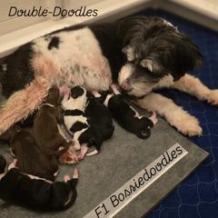 Double Doodle puppies from Ramirez Family Doodles