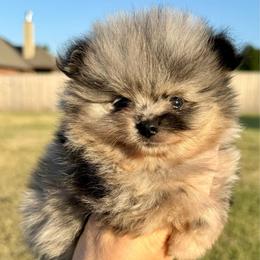 Louis - Blue merle male Pomeranian puppy in Edmond, Oklahoma from My Sun & Moon Poms
