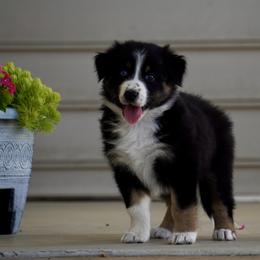 Hazelnut - Black tri-color female Australian Shepherd puppy in Glenville, Pennsylvania from Rolling Hills Australian Shepherds