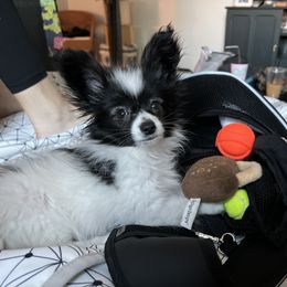 Papillon Puppies from A Circle Of Love Papillons