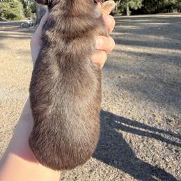 Sydney - Red female Dachshund puppy in Lake City, Florida from KNG FARMS