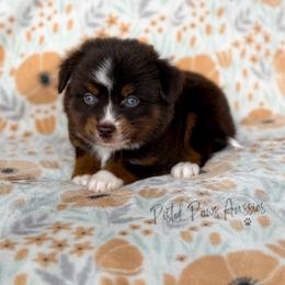 Stark - Red tri male Toy Australian Shepherd puppy in Liberty Hill, Texas from Pistol Paws Aussies
