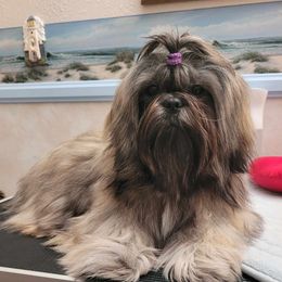 Tiger - Shih Tzu