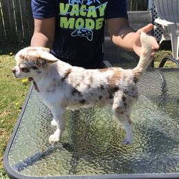 Jo Jo - Chihuahua