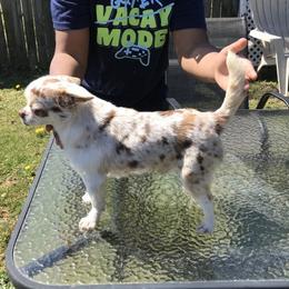 Jo Jo - Chihuahua
