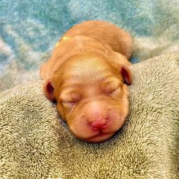 Zion - Red  male Goldendoodle puppy in Stockton, California from Port City Doodles