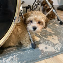 Goldendoodle, Havanese, and Havapoo Puppies from Lady Paws Puppies