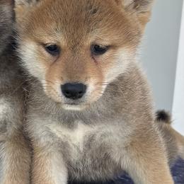 Budo - Red male Shiba Inu puppy in Winthrop, Minnesota from Kayobi Shibas