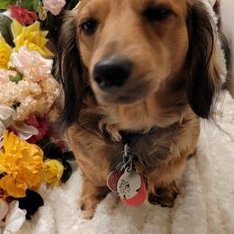 Dachshund Puppies from CLARK'S BREEDING PROGRAM