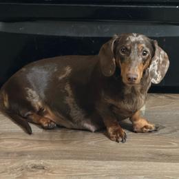 Ginny - Dachshund
