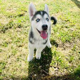 Maltese and Siberian Husky Puppies from Nyx’s Pack