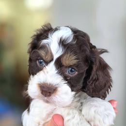 Stone - Brown white and tan male Cockapoo puppy in Flippin, Arkansas from Dare to Doodle