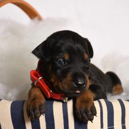 Indy (Independence) - Black and rust female Doberman Pinscher puppy in Overton, Texas from Obsidian Kennel