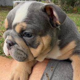 Cindy - Lilac tri-color female Bulldog puppy in Lakeland, Florida from Strickly Bulldogs