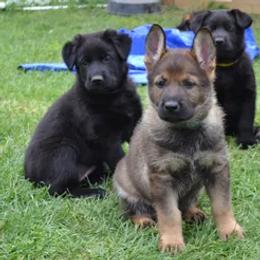 German Shepherd Puppies from Rodina Straze German Shepherds