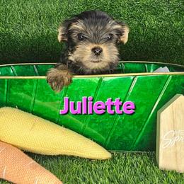 Juliette - Black and tan female Yorkshire Terrier puppy in Denver, Colorado from Totty's Tiny Paws