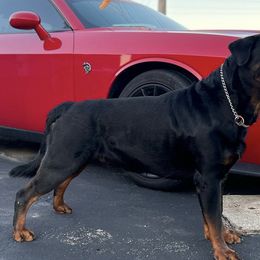 Rottweilers from Rottweiler von knight enterprise