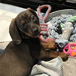 Dachshund Puppies from Honey Bee Dachshunds