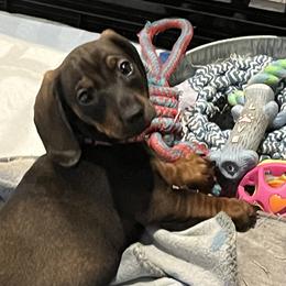 Dachshund Puppies from Honey Bee Dachshunds