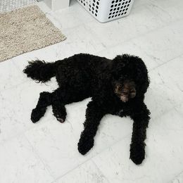 Poodles from Poodle Paradise