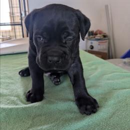 Boy 1 - Black male Cane Corso puppy in Los Lunas, New Mexico from Top Gun Kennels NM