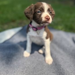 Brittany Puppies from Rocking L Farms