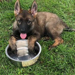 German Shepherds and Pomeranians from Haus Heckfeuer