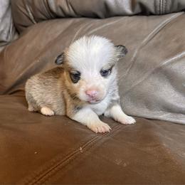 Sable boy 1 - Sable male Pembroke Welsh Corgi puppy in Clinton, Tennessee from High Hopes Farm