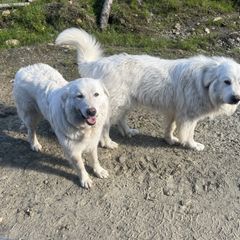 Harley - Maremma Sheepdog