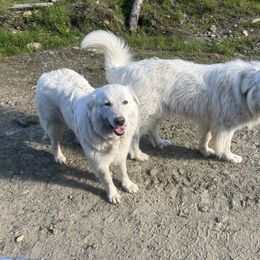 Harley - Maremma Sheepdog