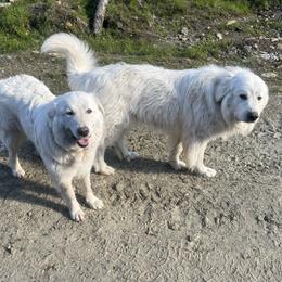 Harley - Maremma Sheepdog