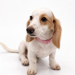 Jackie - Piebald female Dachshund puppy in Illinois from William Rotsaert