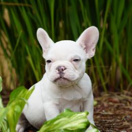 Polar - White male French Bulldog puppy in Battle Ground, Washington from Ferguson's Bulldogs