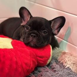 Green collar - Black and tan male French Bulldog puppy in Washington from Pawcific Coast Bullies