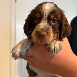 Boy 4 - Liver white and tan male English Springer Spaniel puppy in Fort Meade, Florida from Lake in the Hills Springers