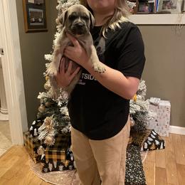 Boy 2 - Gray and fawn male Cane Corso puppy in Olympia, Washington from Grayling Dawn Cane Corso