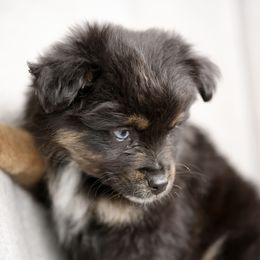 Australian Shepherd, Miniature American Shepherd, Miniature Australian Shepherd, and Toy Australian Shepherd Puppies from Painted Blue Aussies