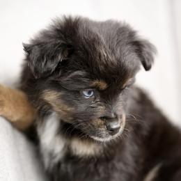 Australian Shepherd, Miniature American Shepherd, Miniature Australian Shepherd, and Toy Australian Shepherd Puppies from Painted Blue Aussies