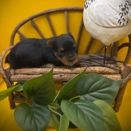 Nory - Black and tan male Yorkshire Terrier puppy in Hastings, Nebraska from Promise Land Pets