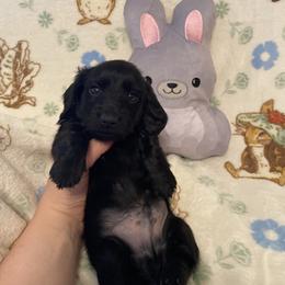 Teddy - Black male Dachshund puppy in Springfield, Tennessee from Savannah’s Doxie Palace