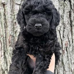 Girl 5 - Phantom female Goldendoodle puppy in Washington, Illinois from Lola Bear Goldendoodles