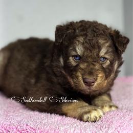 Toby - Brown and white male Siberian Husky puppy in Deer Park, Texas from SouthernBell Siberian Huskies