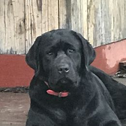 Dee - Labrador Retriever