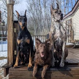 German Shepherds and Great Danes from F&B Kennels