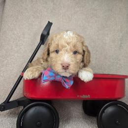 Green - Red  male Goldendoodle puppy in Grovetown, Georgia from Snug-a-Doodles